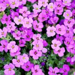 Thumbnail of post image 157