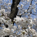 Thumbnail of post image 184